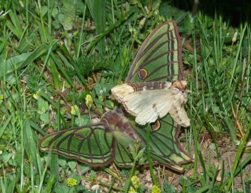 Actias isabellae