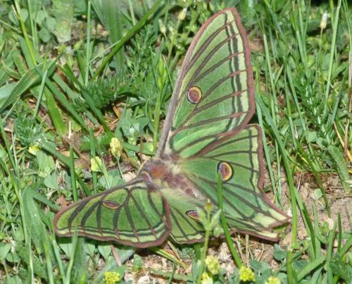 Actias isabellae