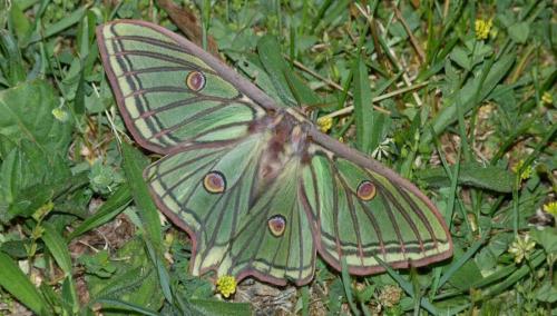 Actias isabellae