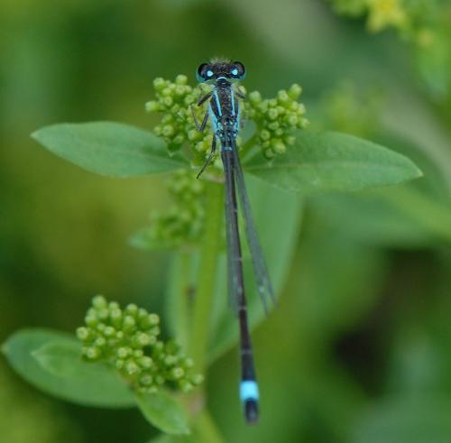 Ischnura elegans