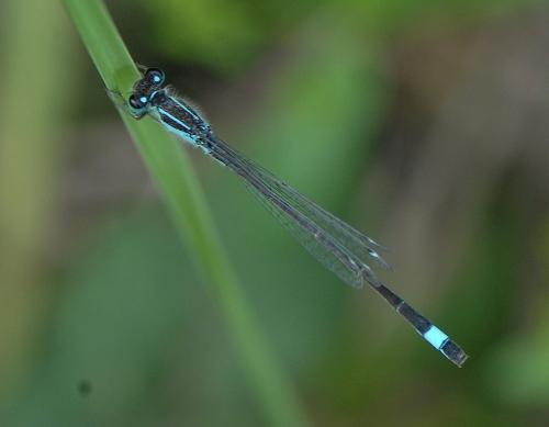 Ischnura elegans