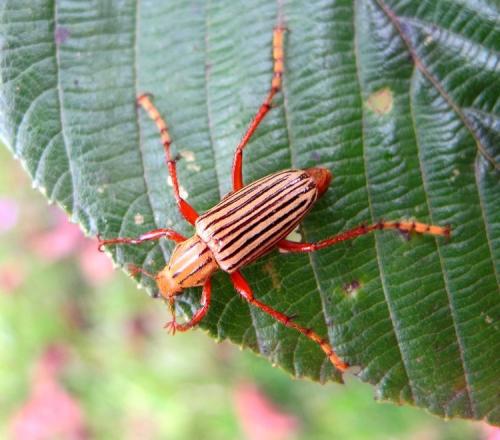 Ancistrosoma sp.