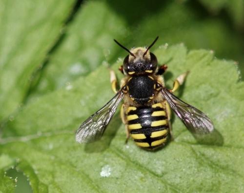 Réf. 142 765 : Anthidium manicatum