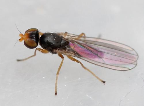 Anthomyza sp.