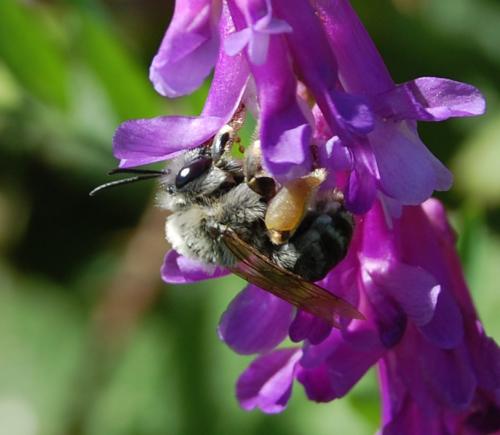 Eucera sp.