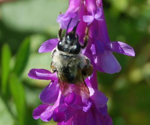 Eucera sp.