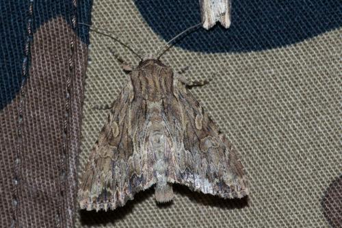 Apamea syriaca