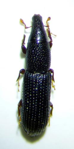 Aphanommata filum