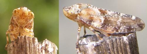 Réf. 142 911 : Aphrophora corticea