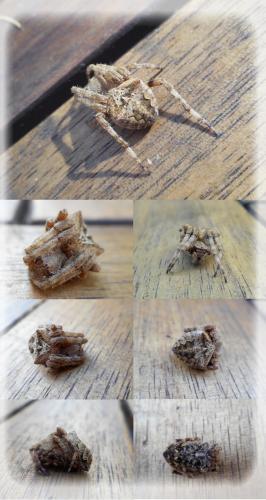 Araneus angulatus