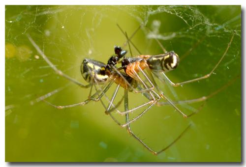 Réf. 142 860 : Neriene radiata
