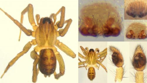 Pirata tenuitarsis