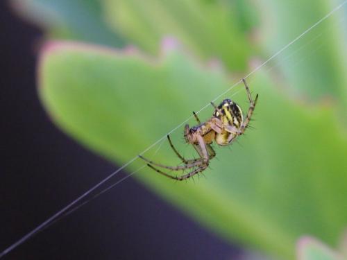 Réf. 142 707 : Mangora acalypha