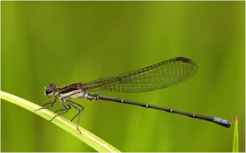 Réf. 142 052 : Argia lilacina