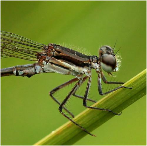Argia lilacina