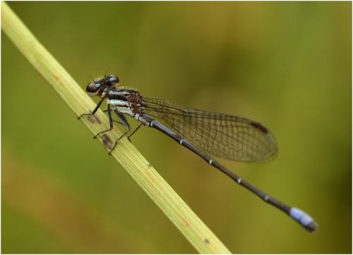 Réf. 142 053 : Argia lilacina