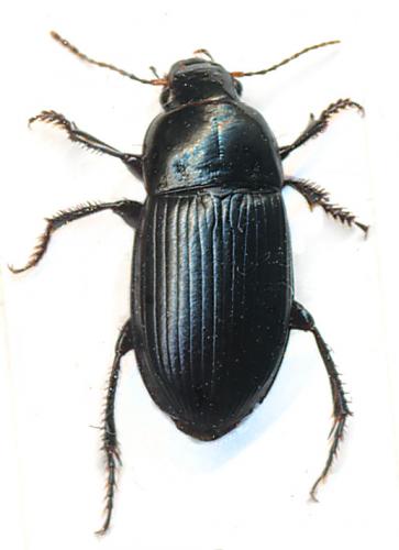 Réf. 142 438 : Harpalus sp.