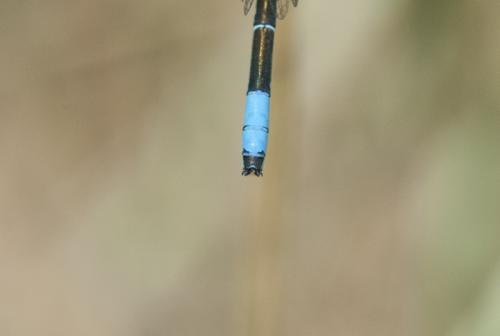 Coenagrion scitulum