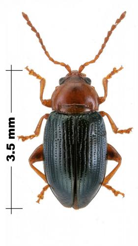 Derocrepis rufipes