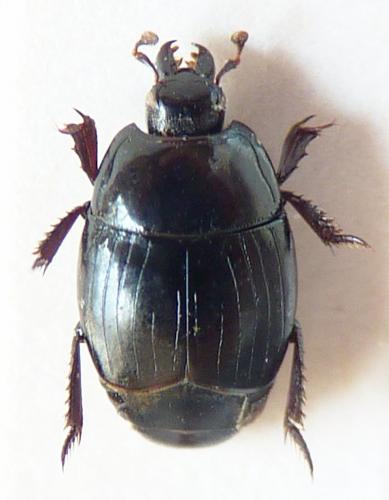 Atholus viennai