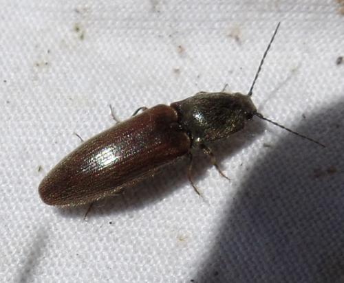 Réf. 142 782 : Athous haemorrhoidalis