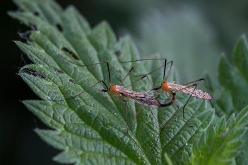 Limonia nigropunctata