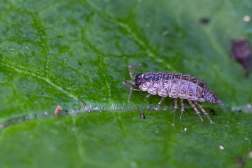 Philoscia muscorum
