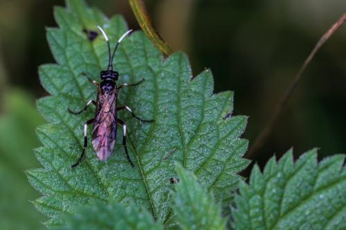 Réf. 142 347 : Apethymus serotinus