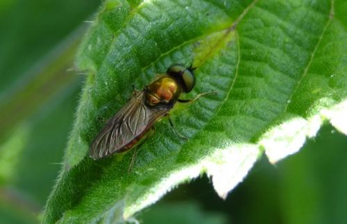 Chloromyia formosa