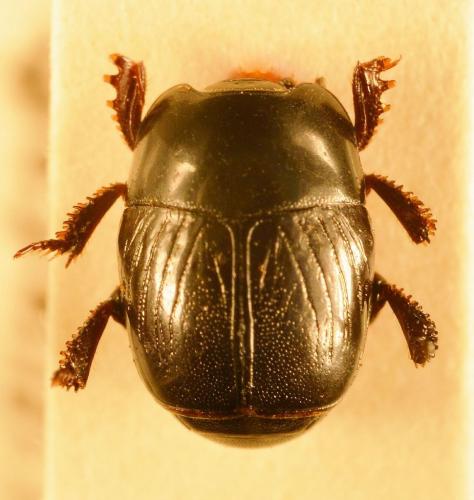 Hypocaccus dimidiatus maritimus