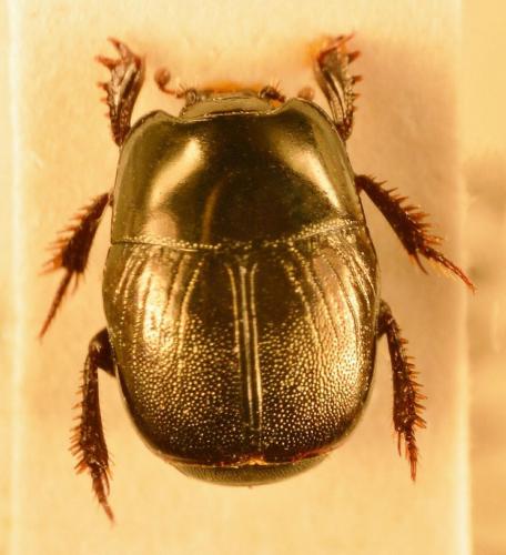 Réf. 142 749 : Hypocaccus dimidiatus dimidiatus