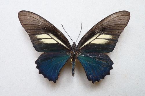 Battus crassus