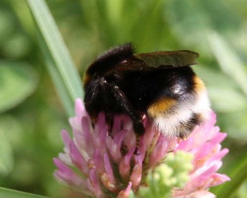 Réf. 142 196 : Bombus vestalis