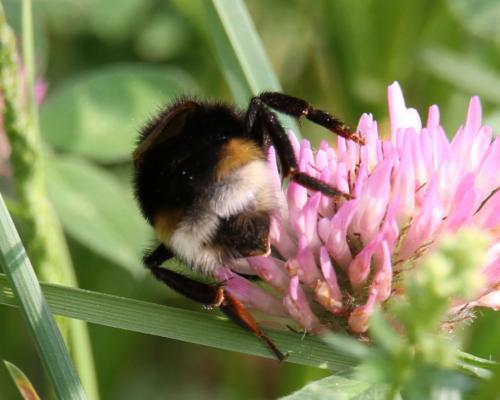 Réf. 142 197 : Bombus vestalis