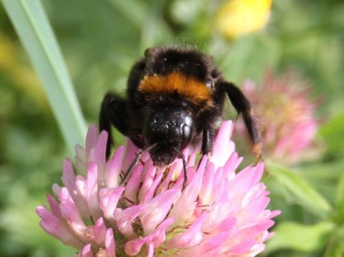 Réf. 142 198 : Bombus vestalis
