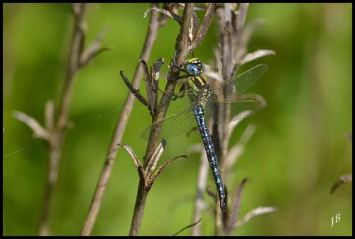 Réf. 142 030 : Brachytron pratense