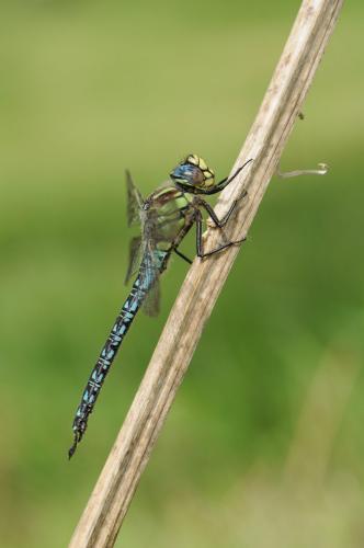 Réf. 142 565 : Brachytron pratense