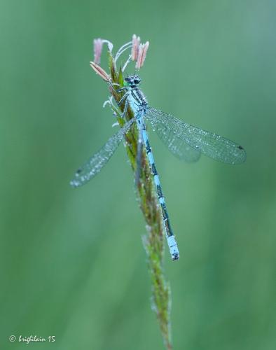 Coenagrion hastulatum