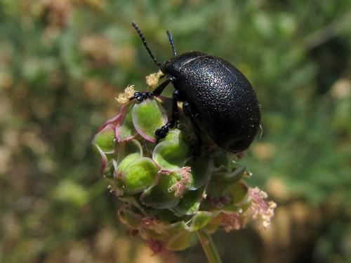 Réf. 142 490 : Chrysolina platypoda