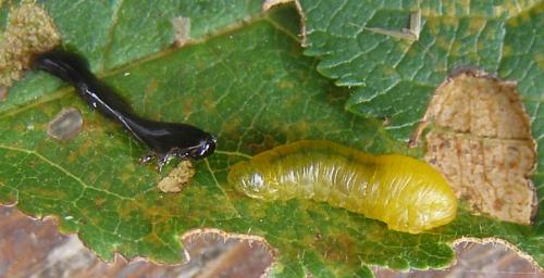 Caliroa cerasi