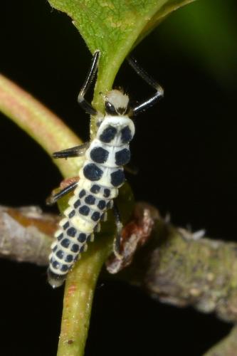 Réf. 142 793 : Calvia decemguttata