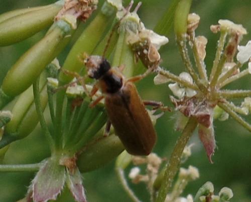 Cantharis decipiens