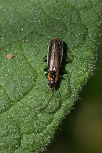 Rhagonycha sp.