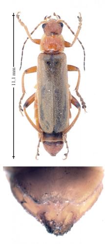 Cantharis pallida