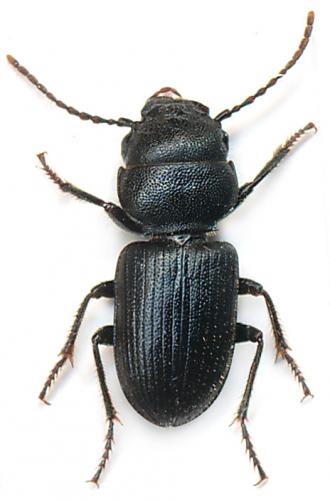 Dixus obscurus