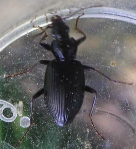 Platynus assimilis