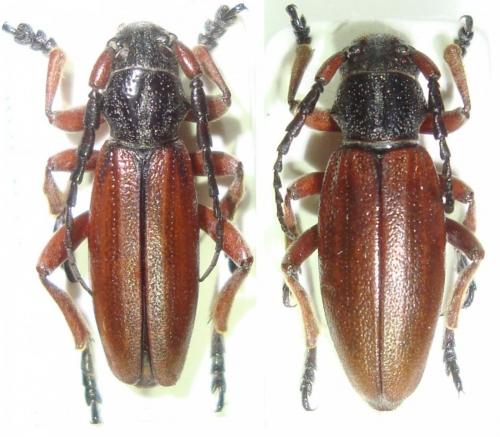 Réf. 142 439 : Dorcadion fulvum canaliculatum