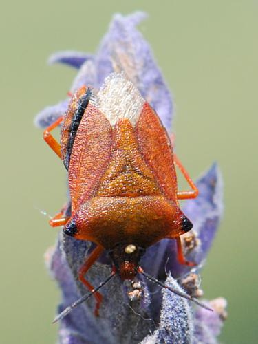 Carpocoris mediterraneus atlanticus