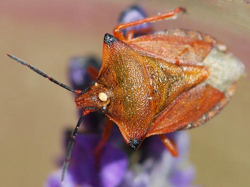 Carpocoris mediterraneus atlanticus