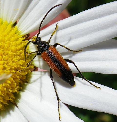 Réf. 142 201 : Stenurella melanura